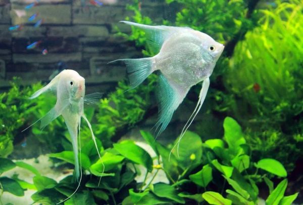 鱼儿吃食