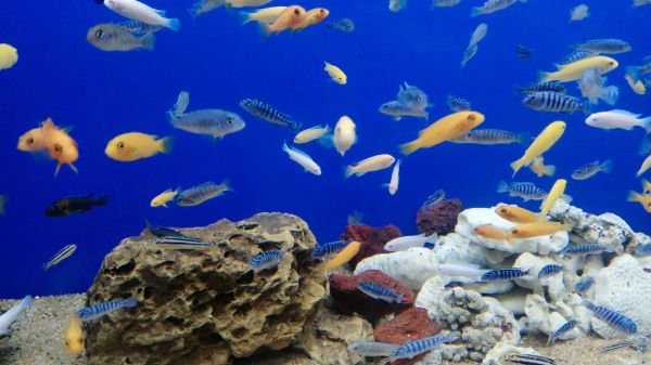 水族工程