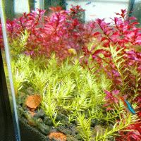 小峰养鱼种草