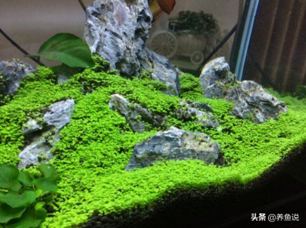 鱼缸太单调放点什么好