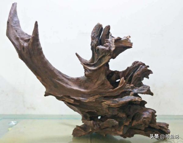 鱼缸太单调放点什么好