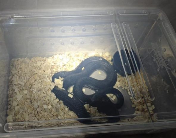 女子网购一条蛇！拆开快递，瞬间崩溃：我再也不敢了……