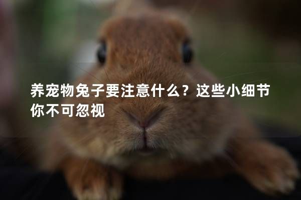 养宠物兔子要注意什么？这些小细节你不可忽视