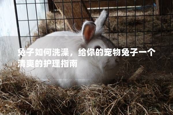 兔子如何洗澡，给你的宠物兔子一个清爽的护理指南