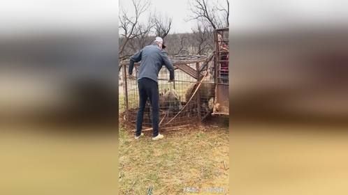 丧彪用铁笼子抓住七头野猪！