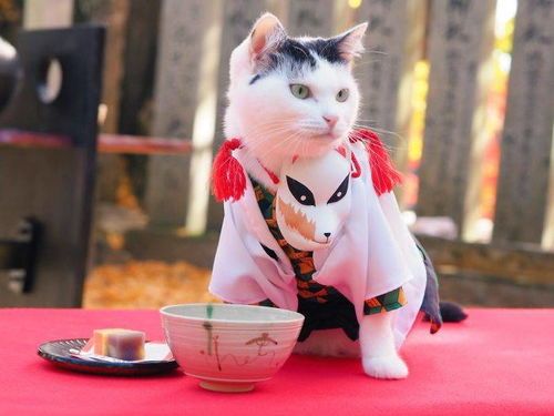 猫咪装扮淘宝推荐,哪款萌宠服饰最吸睛?