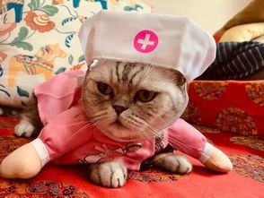 猫咪装扮淘宝推荐,哪款萌宠服饰最吸睛?