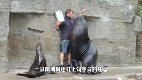 成年南海狮抱住饲养员，把桶里的鱼交出来，我就放你走！