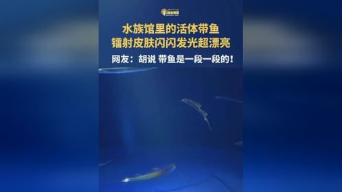 水族馆里的活体带鱼，镭射皮肤闪闪发光超漂亮