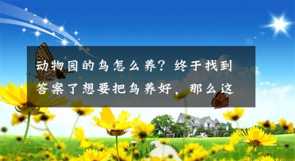 动物园的鸟怎么养？终于找到答案了想要把鸟养好，那么这些一定是要注意的文章配图