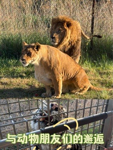 大连狮虎园体验：猛兽零距离，但节假日劝退！