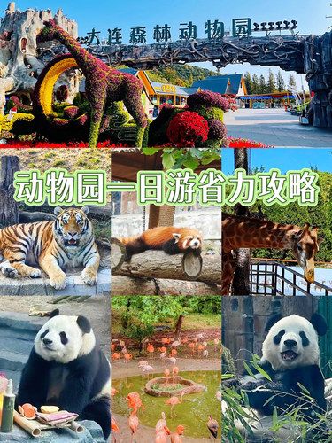 大连森林动物园亲子游玩攻略｜省力路线
