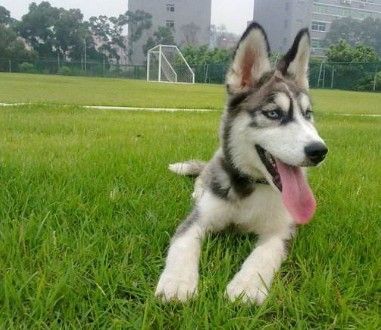 重庆常年出售高品宠物犬幼犬，保健康签协议，品种齐全 专业饲养，更懂客户
