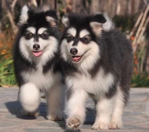 重庆常年出售高品宠物犬幼犬，保健康签协议，品种齐全 专业饲养，更懂客户