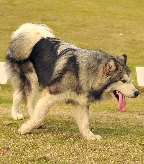 重庆常年出售高品宠物犬幼犬，保健康签协议，品种齐全 专业饲养，更懂客户