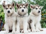 重庆忠县哪里买到品相好的阿拉斯加犬 本地犬舍 上门挑选 纯种健康