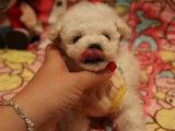 重庆合川哪里有卖贵宾犬 犬舍繁殖基地 公母齐全