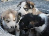 重庆长寿哪里有犬舍基地阿拉斯加犬 本地犬舍 上门挑选 纯种健康