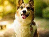 重庆哪里有卖柯基犬 本地犬舍 上门挑选 纯种健康
