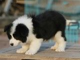 重庆CKU认证犬舍直销-柴犬幼犬出售 纯种健康保障 疫苗驱虫已做