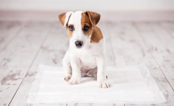史宾格犬怎样训练