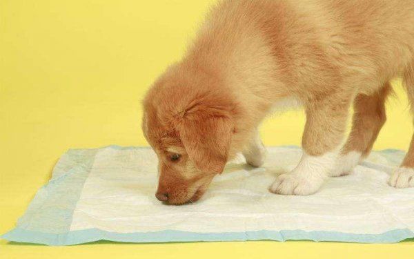 史宾格犬怎样训练