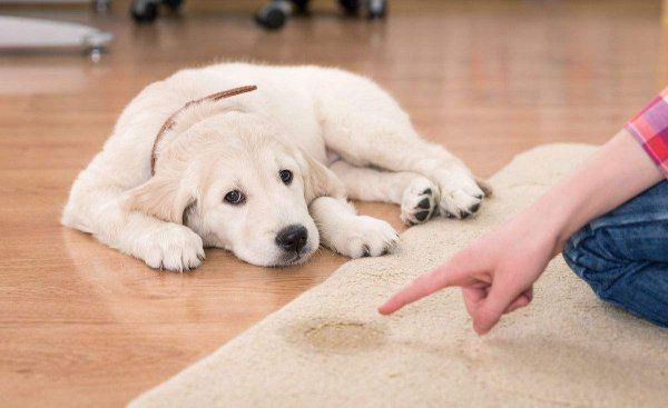 史宾格犬怎样训练