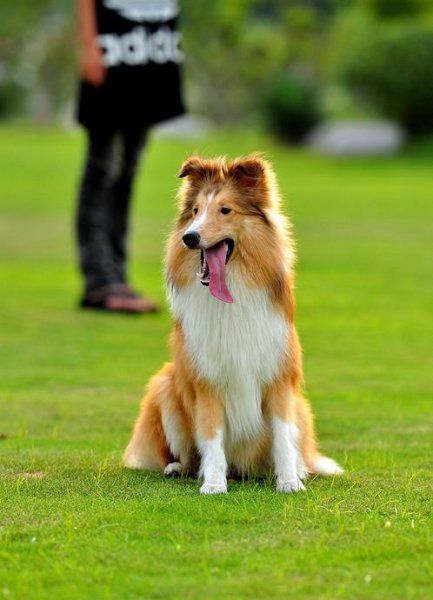 苏格兰牧羊犬幼犬如何喂养
