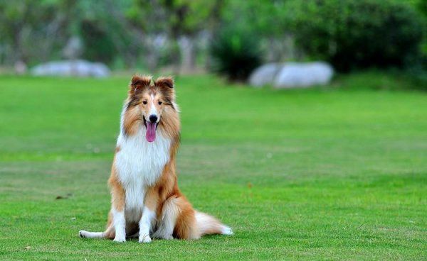 苏格兰牧羊犬幼犬如何喂养