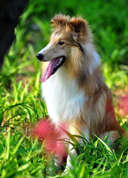 苏格兰牧羊犬幼犬如何喂养
