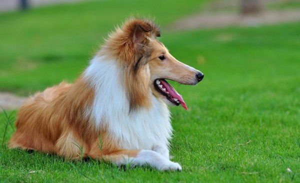 苏格兰牧羊犬幼犬如何喂养