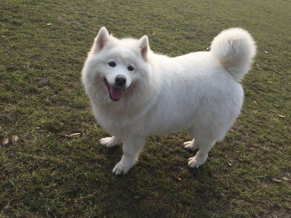 萨摩耶幼犬怎么喂养