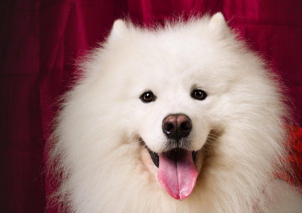 萨摩耶幼犬怎么喂养