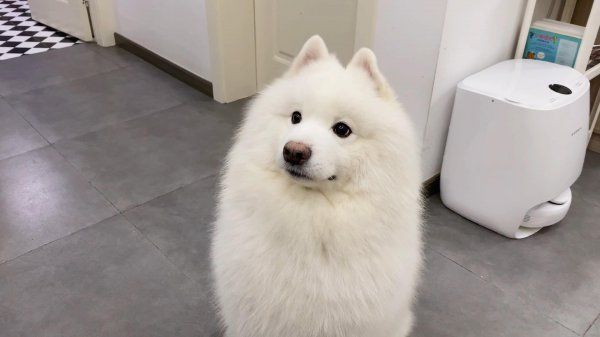 萨摩耶幼犬怎么喂养