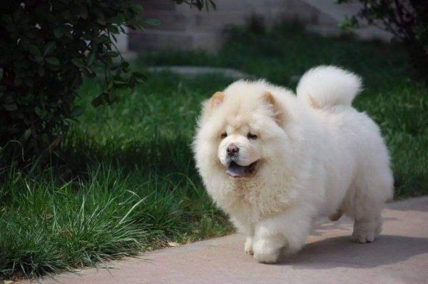 松狮幼犬怎么喂养