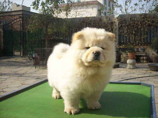 松狮幼犬怎么喂养