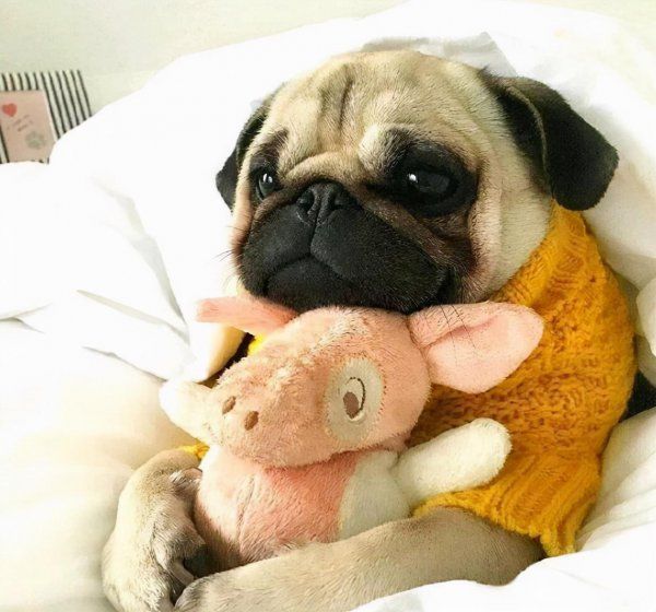 巴哥幼犬怎么喂养
