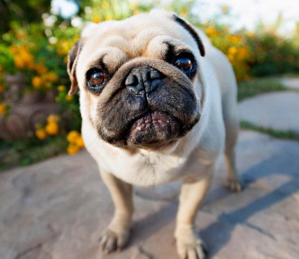 巴哥幼犬怎么喂养