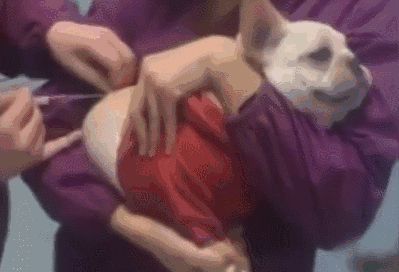 幼犬的饲养方法和注意事项