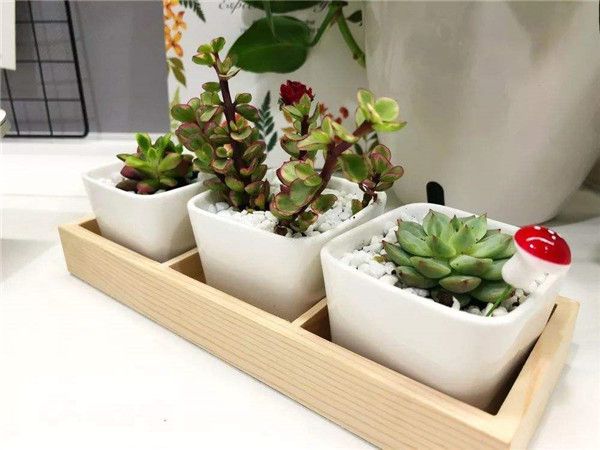 办公桌植物