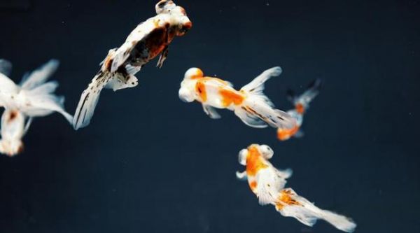 鱼缸过滤器可以关多久？硝化细菌多久开始死亡？-有驾
