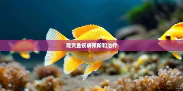 观赏鱼疾病预防和治疗