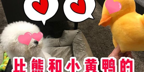 比熊可以喂鸭子奶吗？有什么影响？