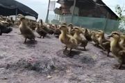 养殖鸭赚钱吗？看完这篇你就知道了