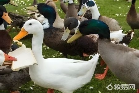 养鸭子吃什么