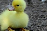 散养鸭利润，来看看小牧怎么说
