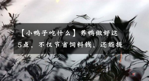 【小鸭子吃什么】养鸭做好这5点，不仅节省饲料钱，还能提高料肉比文章配图