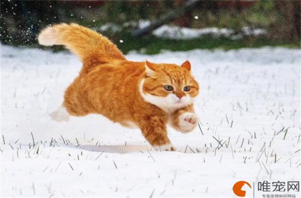 猫应激反应怎么处理 如何预防