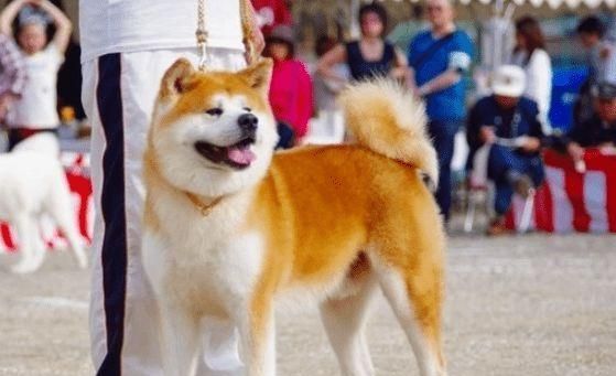 英国雪达犬的饲养全指南（了解如何照顾你的宠物，让它过上健康快乐的生活）