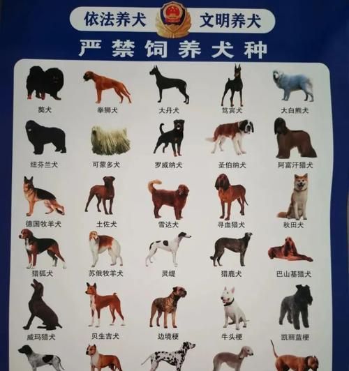 英国雪达犬的饲养全指南（了解如何照顾你的宠物，让它过上健康快乐的生活）